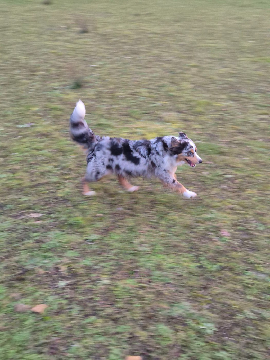 U'lili (Sans Affixe)