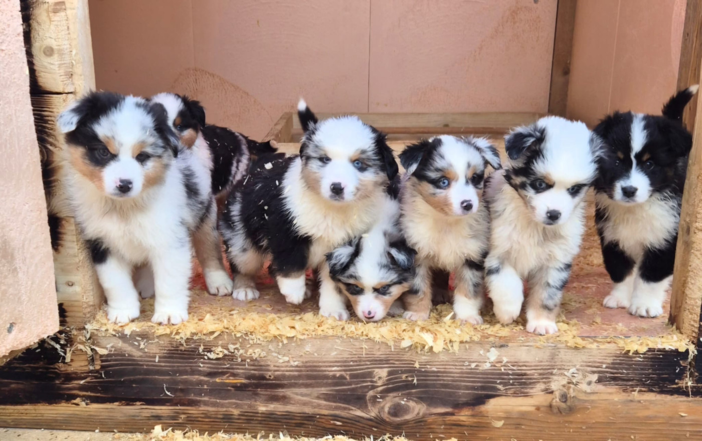 Teddy Lecoq - Berger Américain Miniature  - Portée née le 11/12/2025