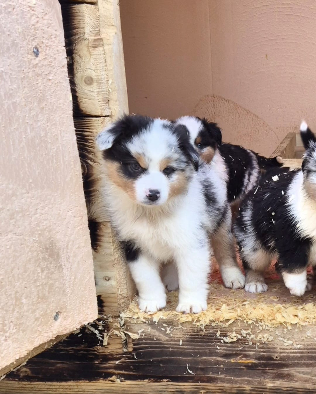 Teddy Lecoq - Chiots disponibles - Berger Américain Miniature 