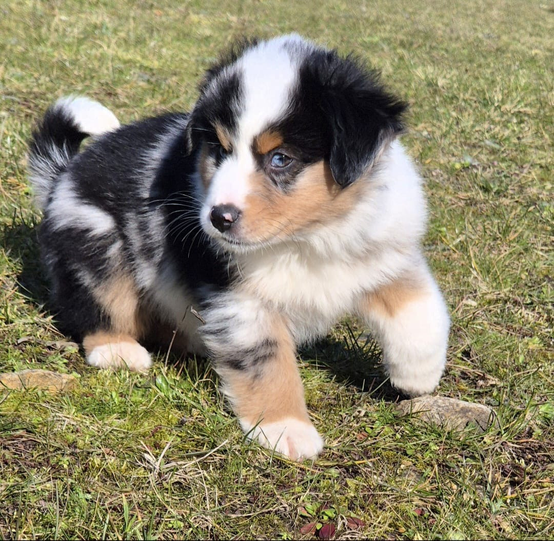 Teddy Lecoq - Chiots disponibles - Berger Américain Miniature 