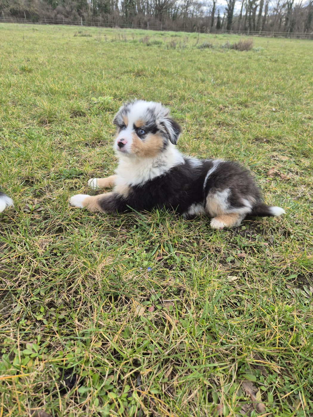 Teddy Lecoq - Chiots disponibles - Berger Américain Miniature 