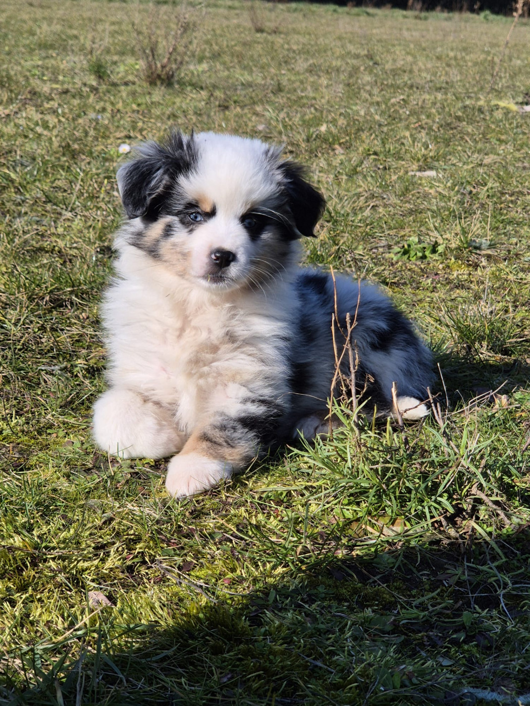 Teddy Lecoq - Chiots disponibles - Berger Américain Miniature 