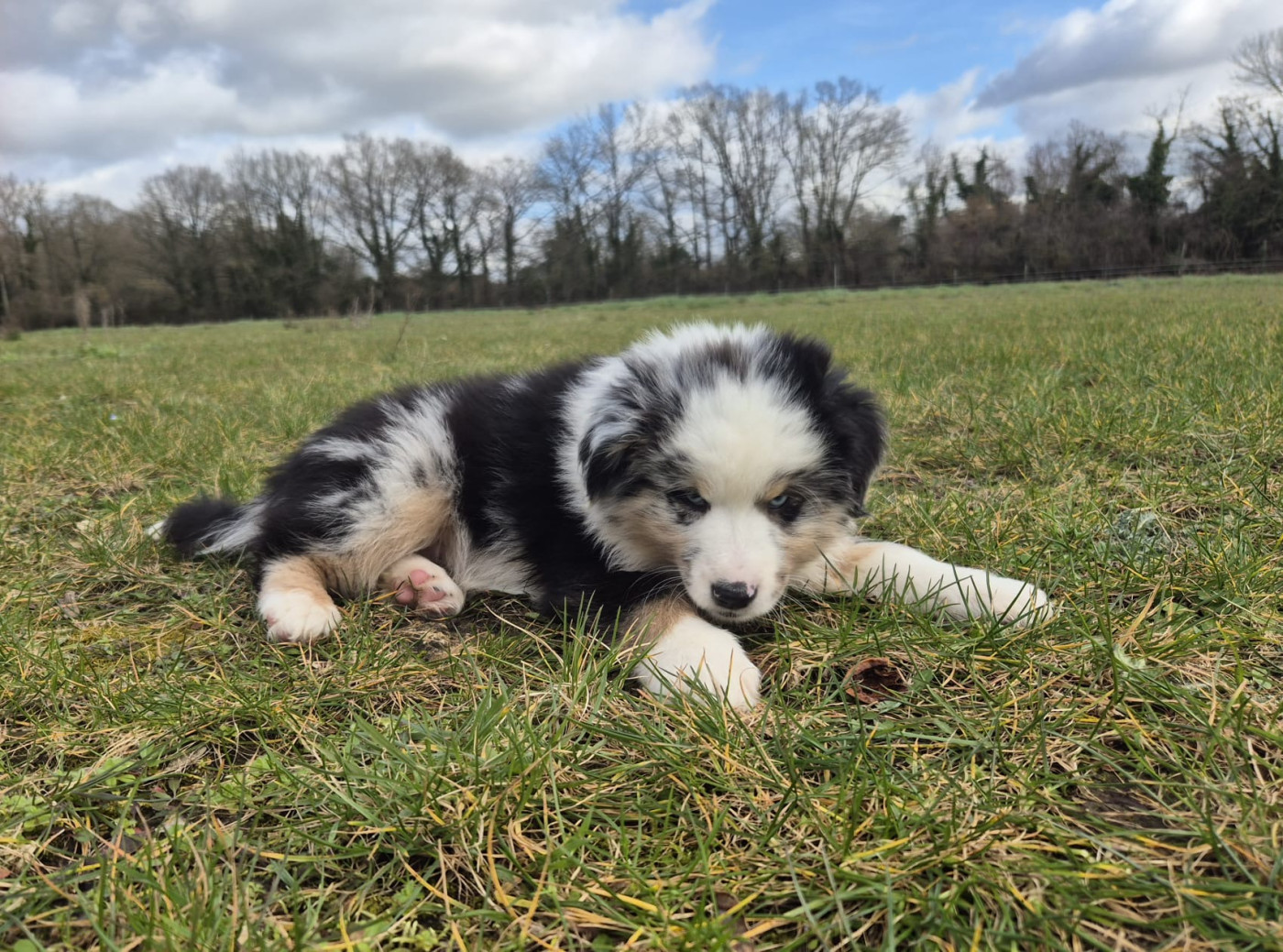 Teddy Lecoq - Chiots disponibles - Berger Américain Miniature 