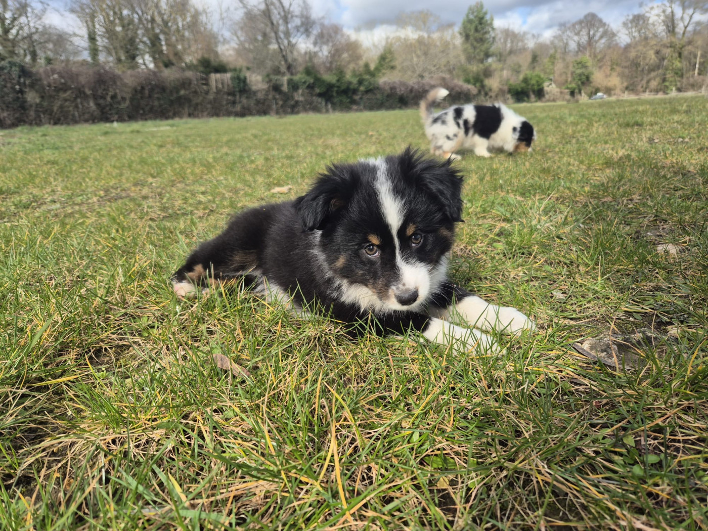 Teddy Lecoq - Chiots disponibles - Berger Américain Miniature 