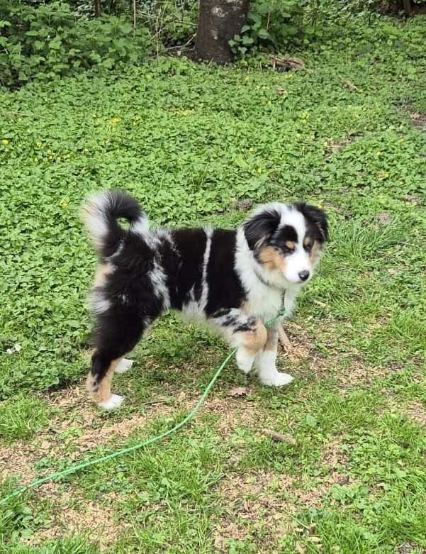 Teddy Lecoq - Chiots disponibles - Berger Américain Miniature 