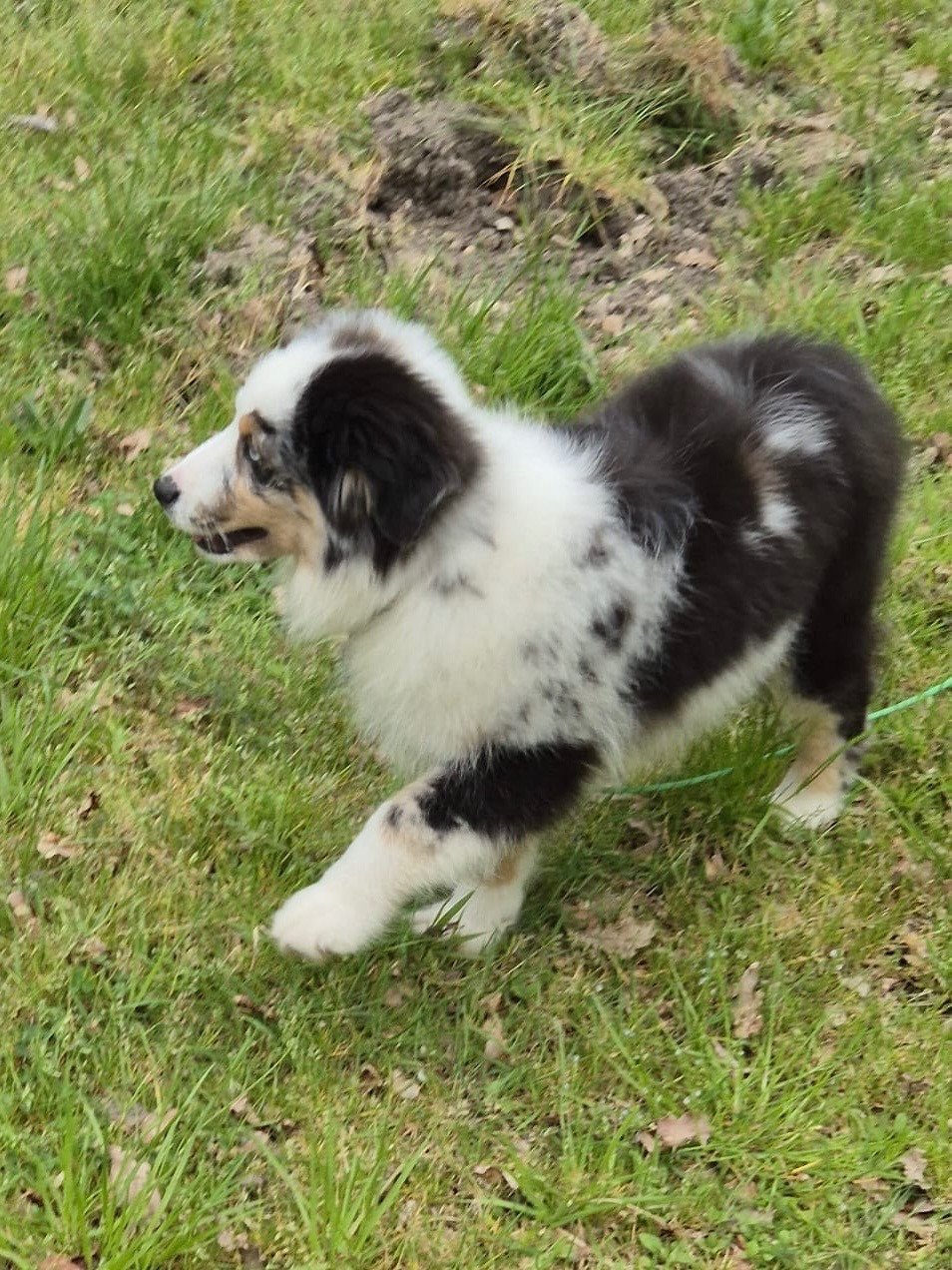Teddy Lecoq - Chiots disponibles - Berger Américain Miniature 