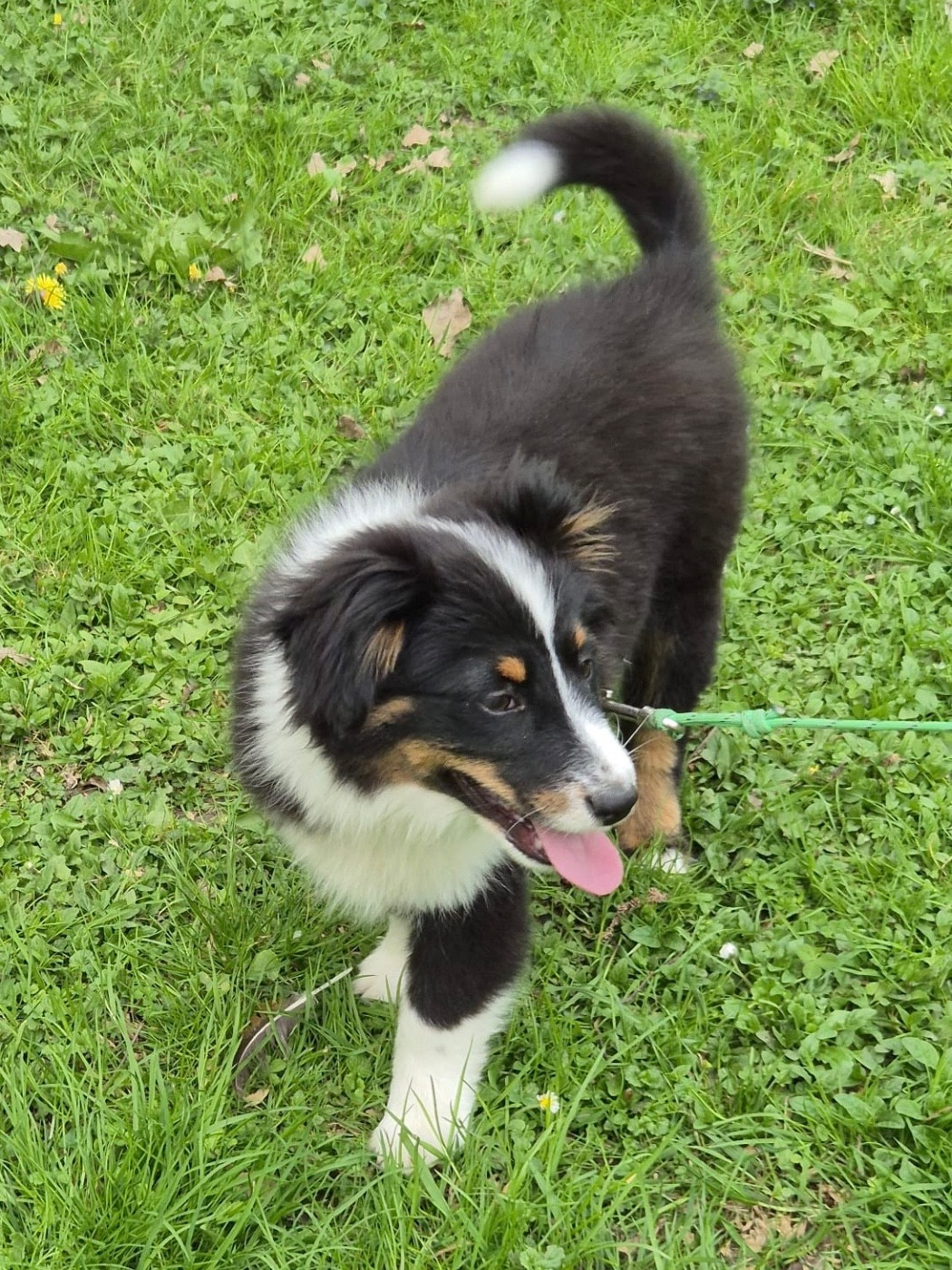 Teddy Lecoq - Chiots disponibles - Berger Américain Miniature 