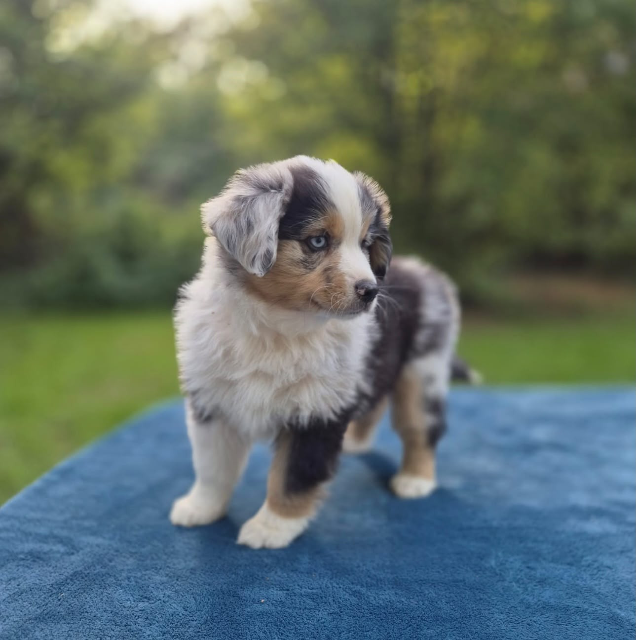 Teddy Lecoq - Chiots disponibles - Berger Américain Miniature 