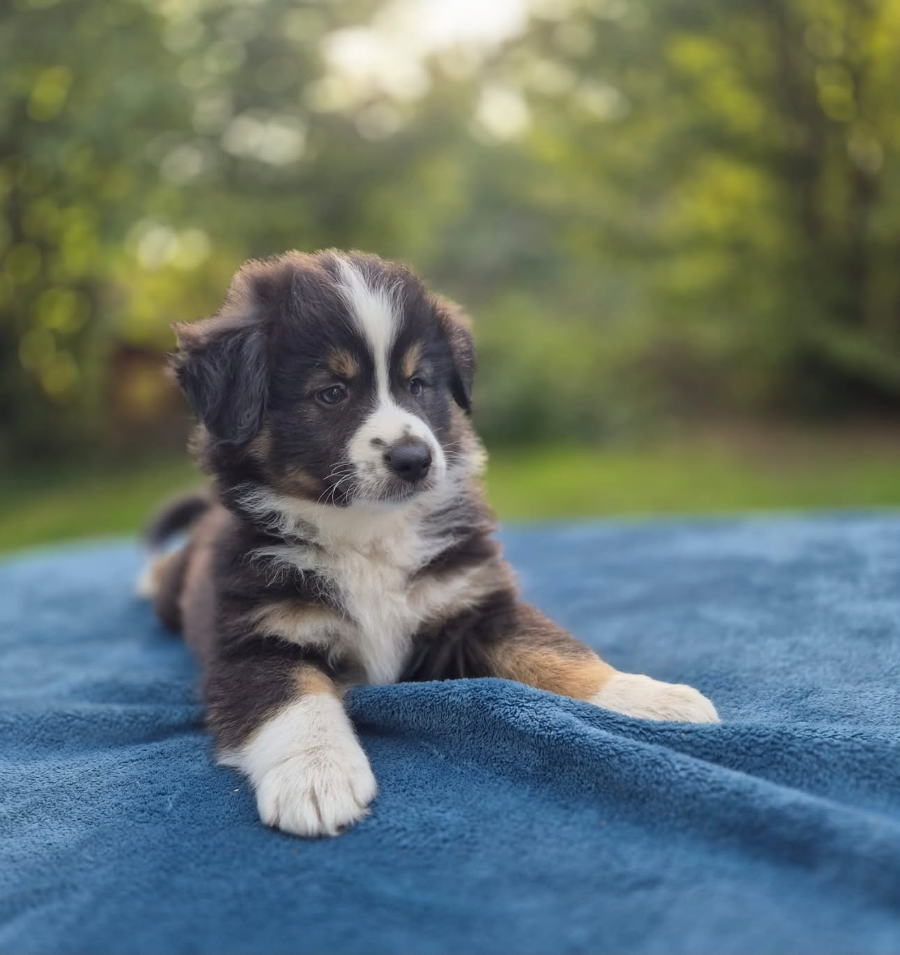 Teddy Lecoq - Chiots disponibles - Berger Américain Miniature 