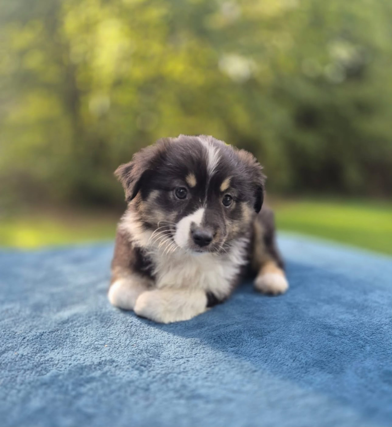 Teddy Lecoq - Chiots disponibles - Berger Américain Miniature 