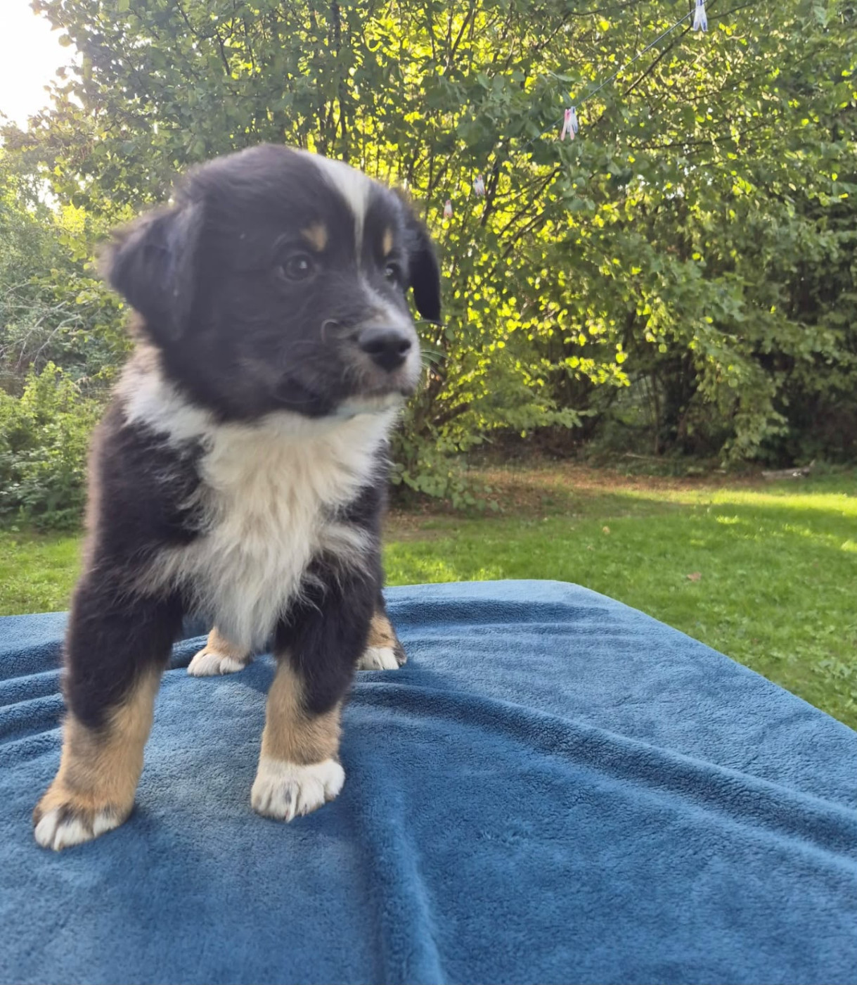Teddy Lecoq - Chiots disponibles - Berger Américain Miniature 