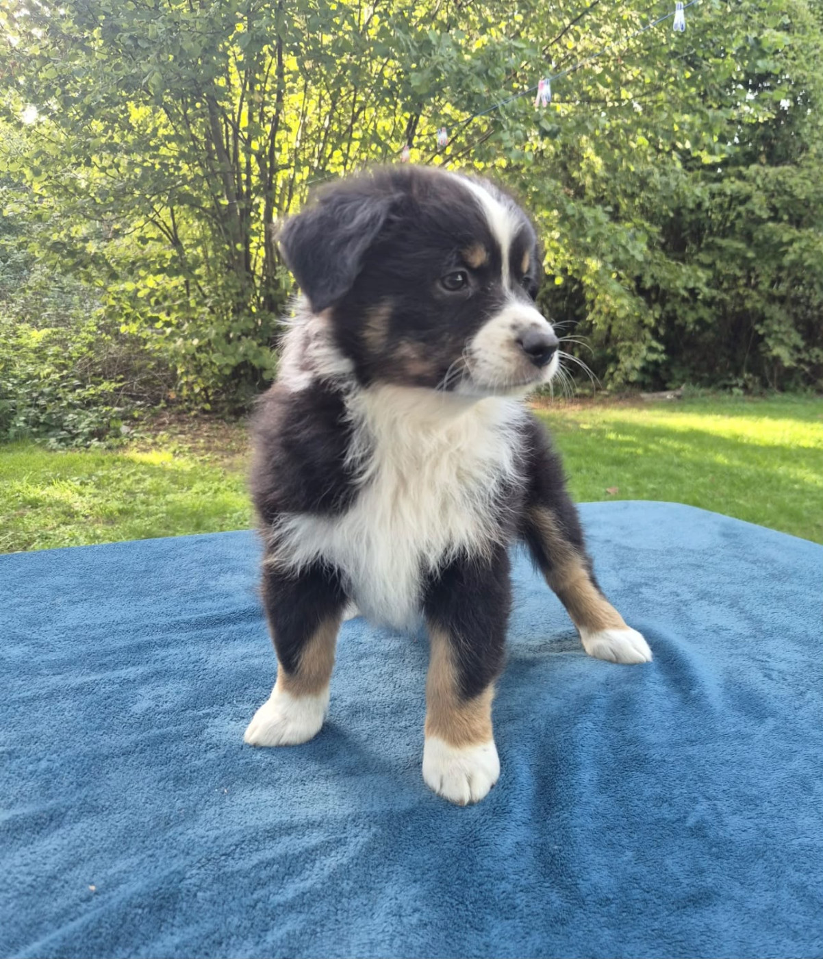 Teddy Lecoq - Chiots disponibles - Berger Américain Miniature 