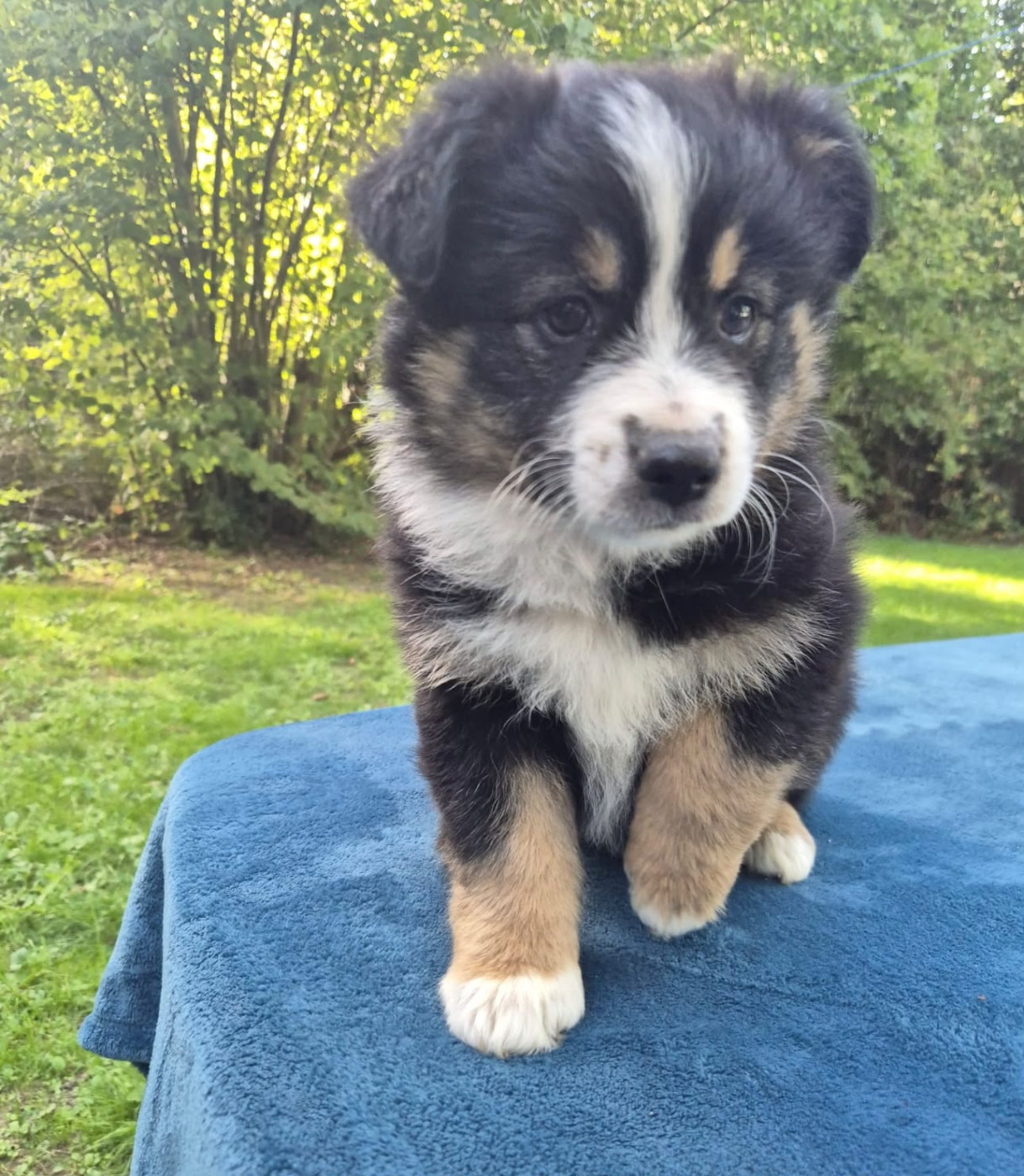 Teddy Lecoq - Chiots disponibles - Berger Américain Miniature 