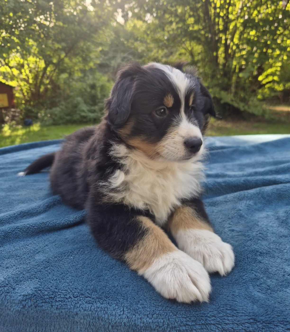Teddy Lecoq - Chiots disponibles - Berger Américain Miniature 