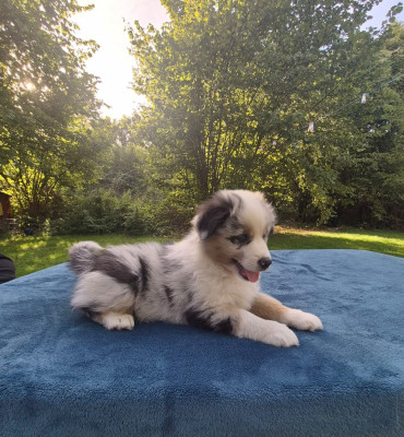 Chiot N°8